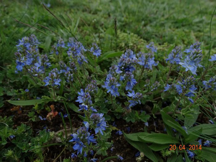 DSC02241 - Plante in natura 2014