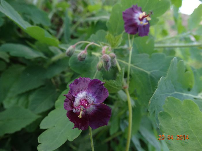 DSC02359 - Plante in natura 2014