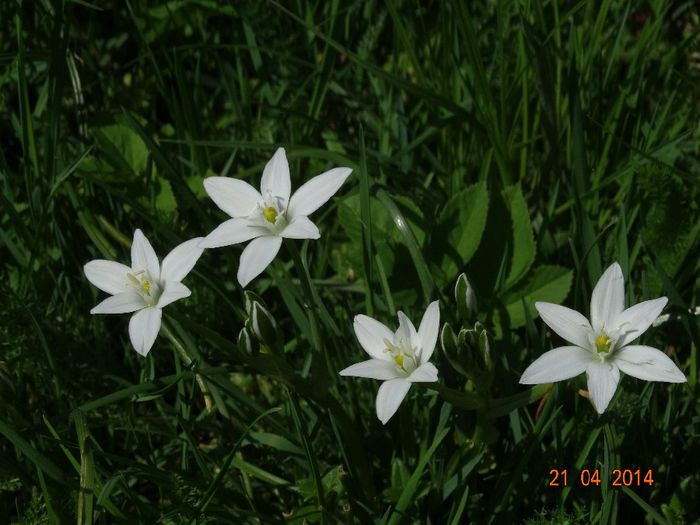 DSC02388 - Plante in natura 2014