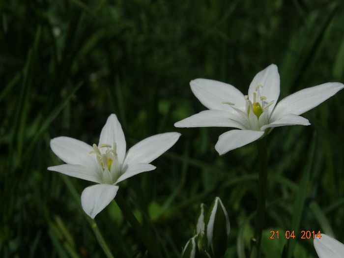 DSC02389 - Plante in natura 2014