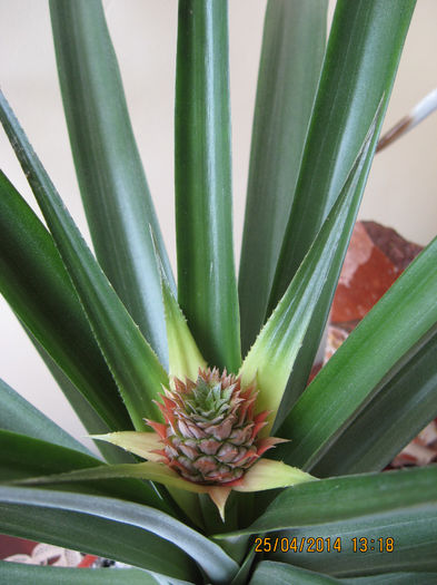 in realitate, nu am cuvinte sa exprim.... - 3 ANANAS