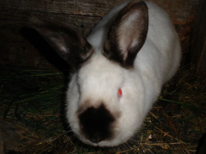 Nr.1 cu pui de 3 sapt.