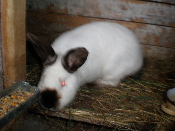 Fem. Nr.4 gestanta din 18.04.