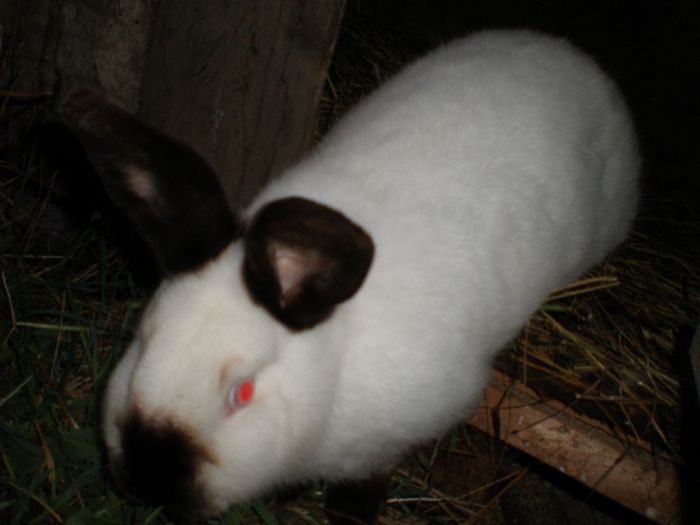 Fem. Nr.5 gestanta din 9.04