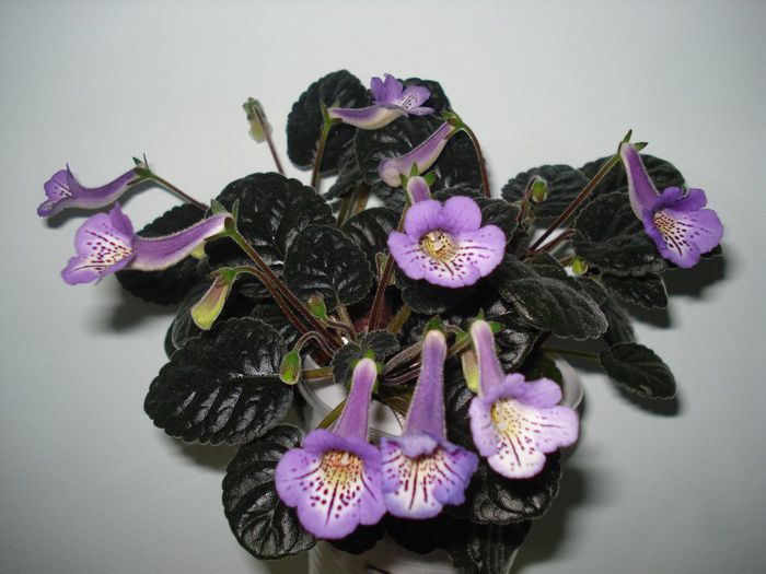 DSC07949 - FLORI 2014