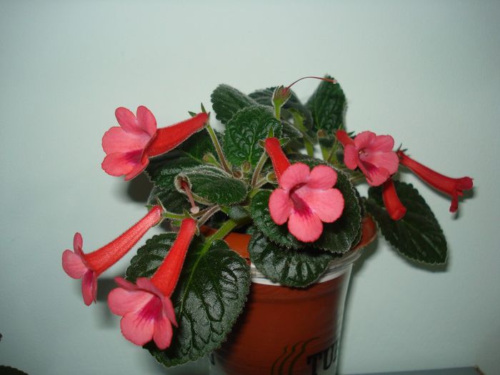 DSC07936 - FLORI 2014