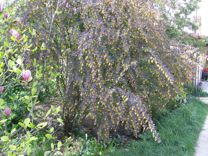 P1018949 - Gradina 2014