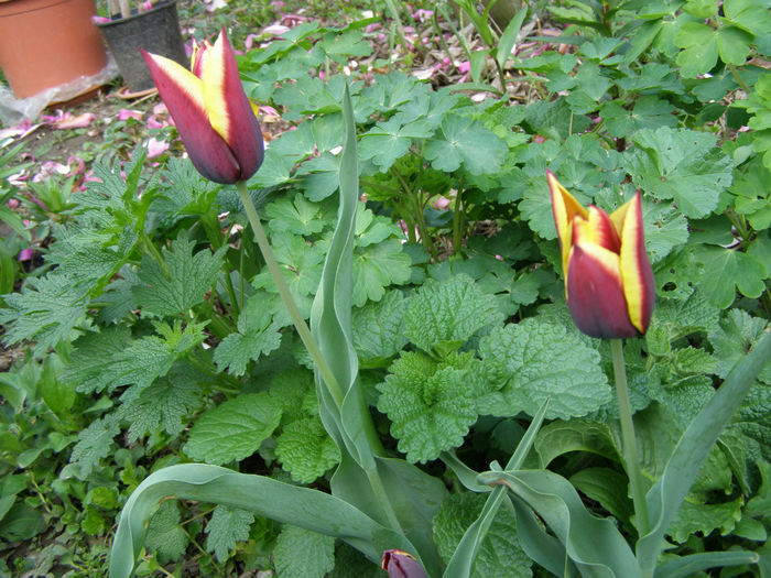 P1018929 - Gradina 2014