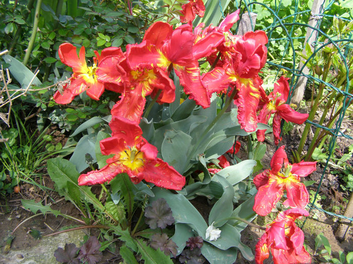 P1018953 - Gradina 2014
