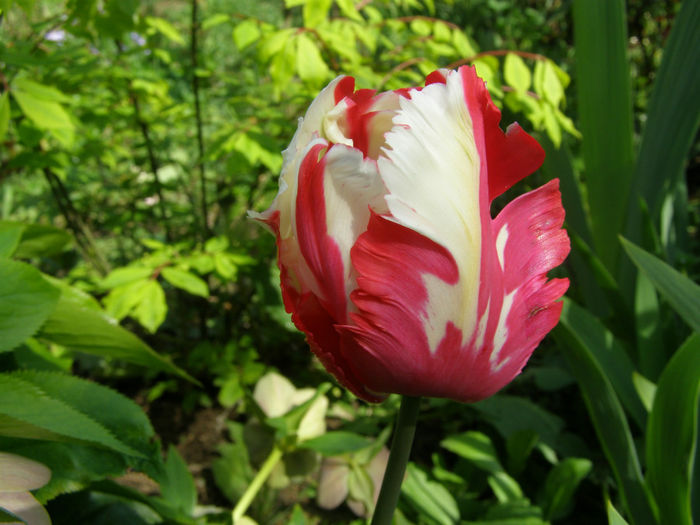 P1018954 - Gradina 2014