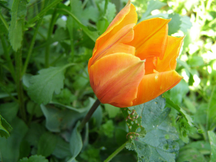 P1018962 - Gradina 2014