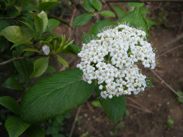 P1018969 - Gradina 2014