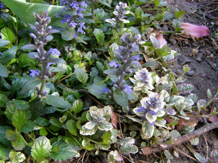 P1018971 - Gradina 2014