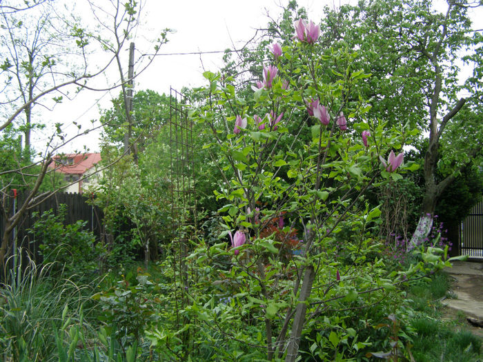 P1018984 - Gradina 2014