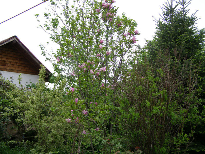 P1018989 - Gradina 2014