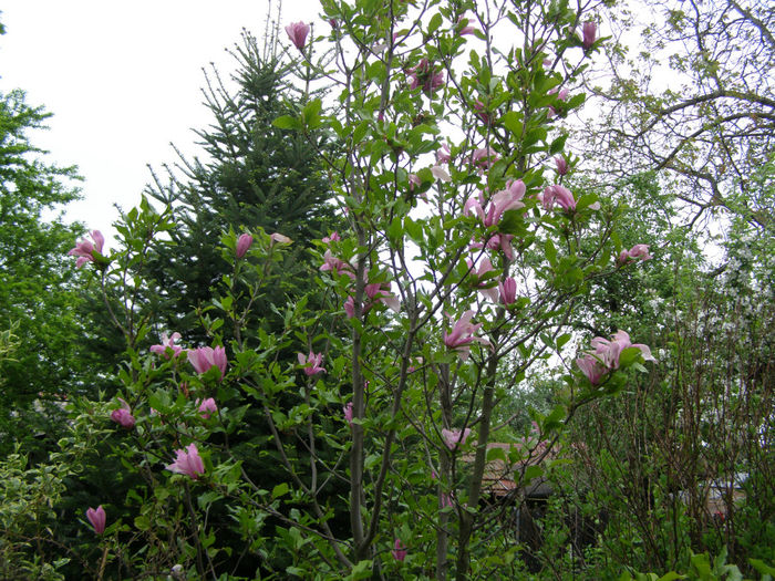 P1018990 - Gradina 2014
