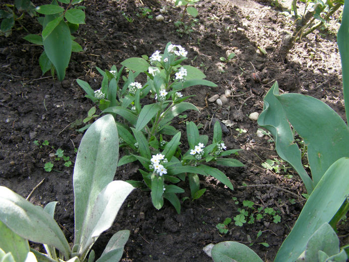 P1018952 - Gradina 2014