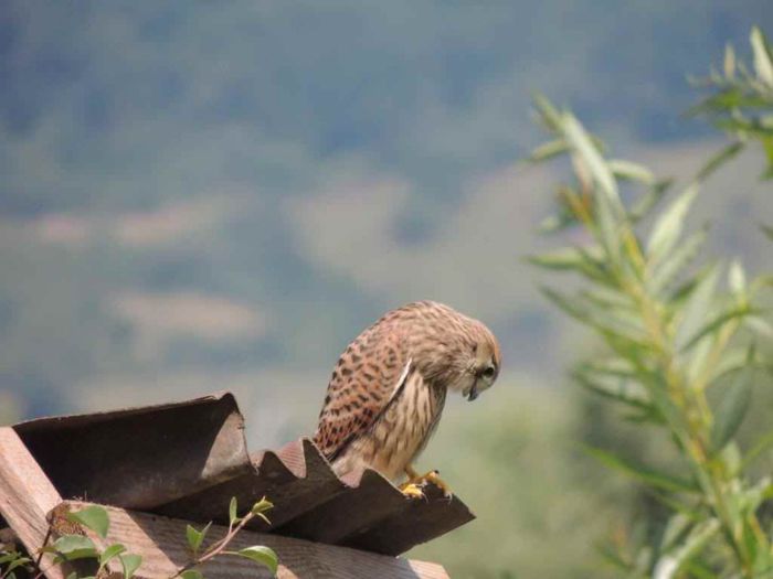 DSCN4619_zpsd66ccb45