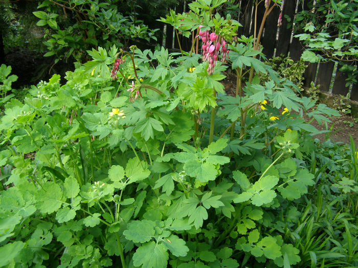 P1018928 - Gradina 2014