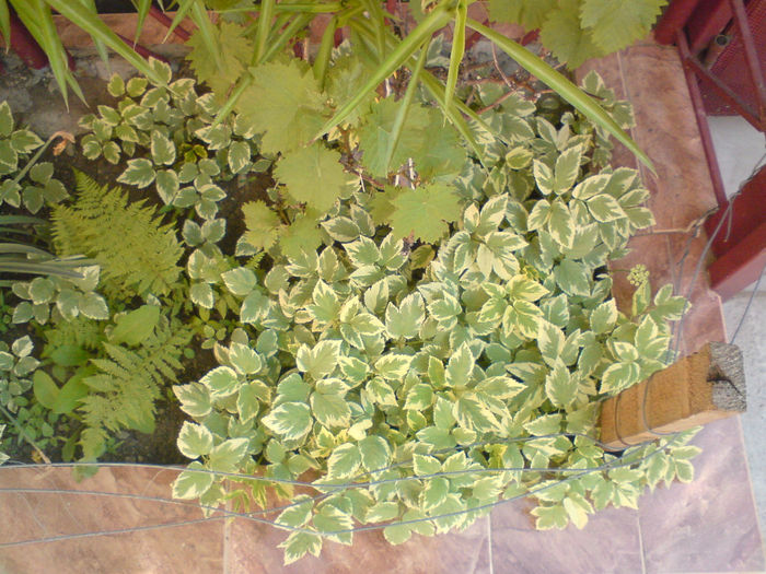 55 Aegopodium podagraria variegatum - Plante de gradina - 2014