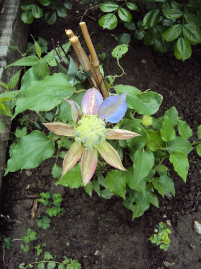 Diamantina - 1 Clematite 2014