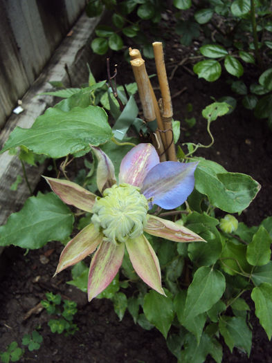 DSC03520 - 1 Clematite 2014