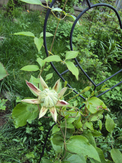 DSC03525 - 1 Clematite 2014