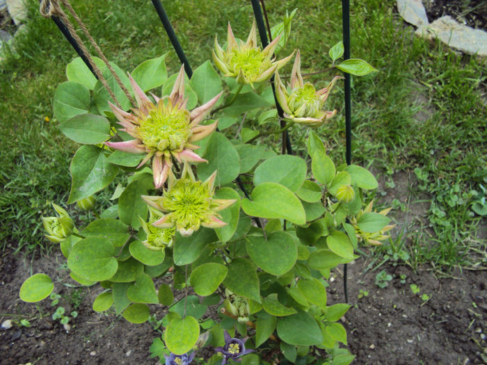 Keiser - 1 Clematite 2014