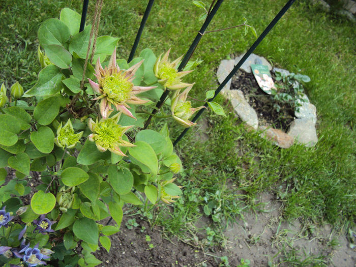DSC03533 - 1 Clematite 2014