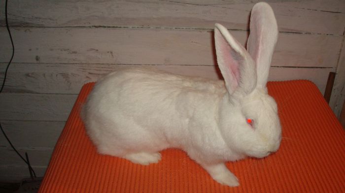 96 pct - Campion Expo Oradea2013 & Campion Expo Marghita 2014 - Masculi