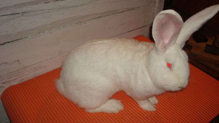 96 pct - H23 R249; De la Barcsa Laszlo(campion Ungaria), linie Mahringer Franz (campion Austria)
