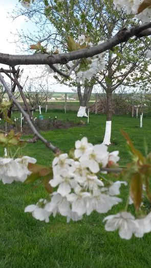 20140422_164559 - flori de gradina 2014