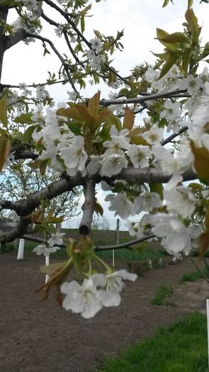 20140422_164605 - flori de gradina 2014