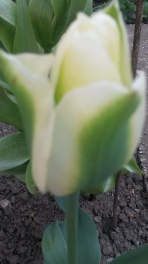 lalele - flori de gradina 2014