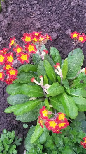 primule - flori de gradina 2014