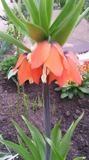 fritillaria - flori de gradina 2014
