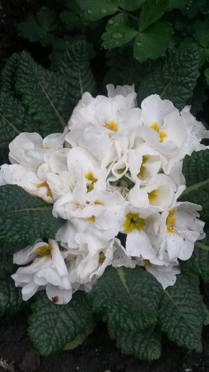 primule - flori de gradina 2014