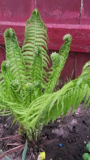 feriga gradina - flori de gradina 2014