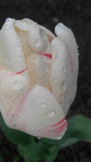 lalea - flori de gradina 2014