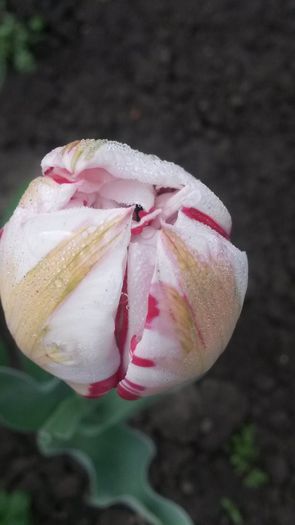 lalea - flori de gradina 2014