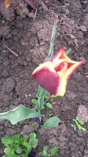 lalea - flori de gradina 2014