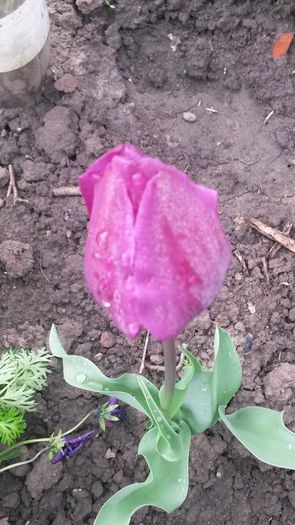 lalea - flori de gradina 2014