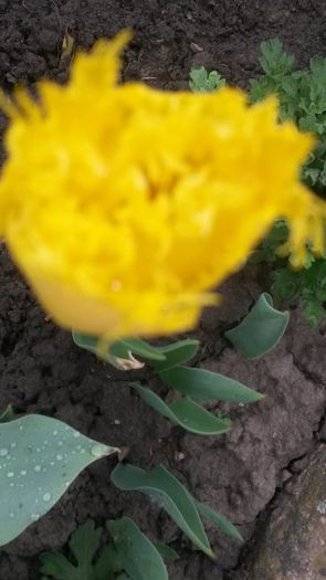 20140425_083805 - flori de gradina 2014