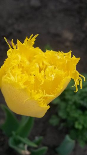 20140425_083816 - flori de gradina 2014