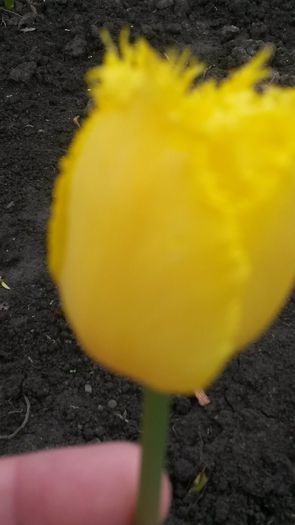 lalea - flori de gradina 2014