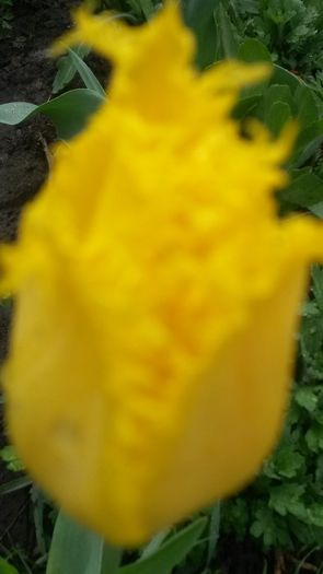 lalea - flori de gradina 2014