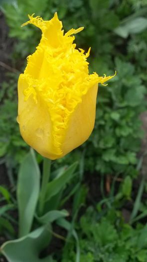 20140425_083938 - flori de gradina 2014