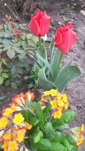 lalele - flori de gradina 2014