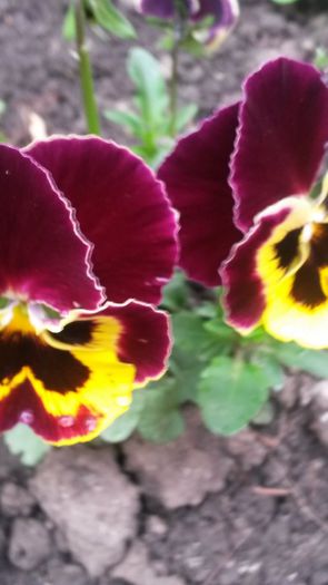  - flori de gradina 2014