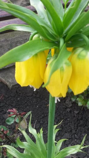 fritilaria - flori de gradina 2014